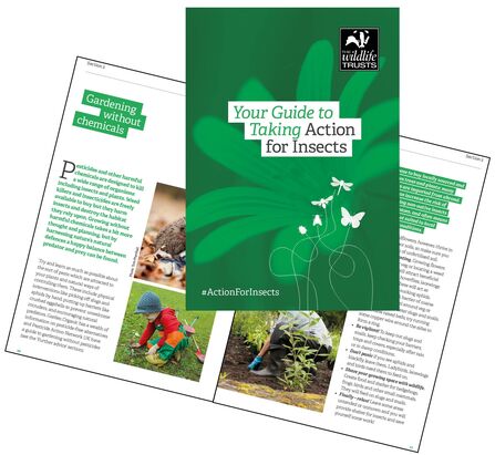 Take Action for Insects | The Wildlife Trusts